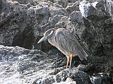Galapagos 6-1-16 Santiago Puerto Egas Yellow-crowned Night Heron A yellow-crowned night heron stands near one of the collapsed lava tubes looking for fish.